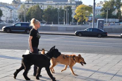 Москва. Женщина гуляет с собаками..