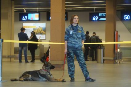 Екатеринбург. Кинолог с собакой перед началом плановых пожарных учений в аэропорту \'Кольцово\'