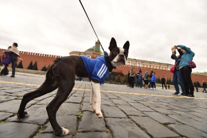 Москва. Корреспондент `Комсомольской правды` Алиса Титко гуляет на Красной площади с собакой породы бостон терьер.