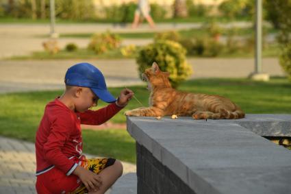 Сочи. Мальчик играет с кошкой.