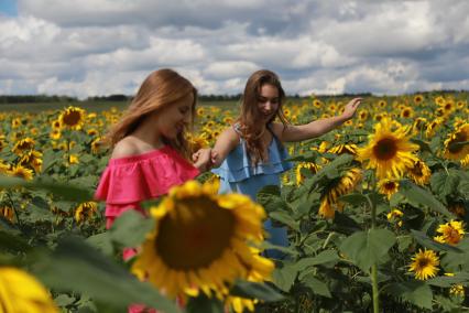 Красноярск. Девушки в  подсолнухах.