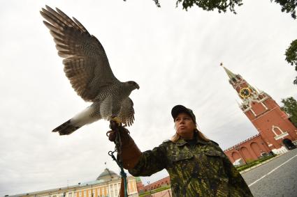 Москва. Кремлевский сокольник Юлия Карасева с ястребом Альфой  на территории  Кремля.