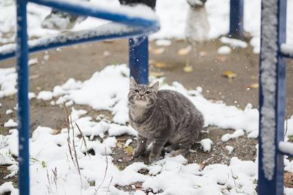 Челябинск.  Кошка  на улице.