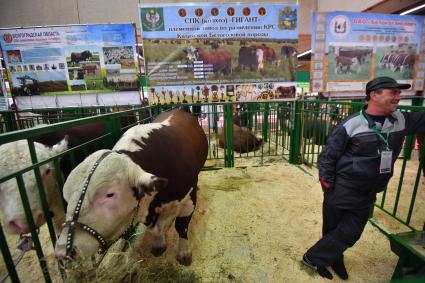 Москва. Коровы  на  Российской агропромышленной выставке `Золотая осень` на ВДНХ.