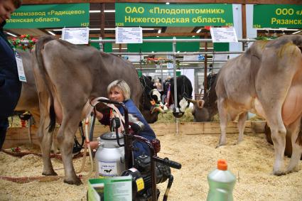 Москва. Коровы  на  Российской агропромышленной выставке `Золотая осень` на ВДНХ.