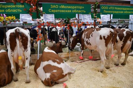 Москва. Коровы  на  Российской агропромышленной выставке `Золотая осень` на ВДНХ.