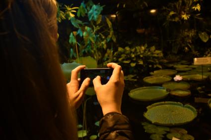 Москва.  Девушка фотографирует цветение самой большой кувшинки в мире - `Виктории Амазонской ` в тропическом бассейне оранжереи Аптекарского сада.