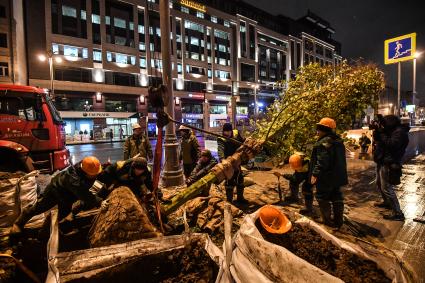 Москва. Высадка лип на Тверской улице на участке от Пушкинской до Триумфальной площади.