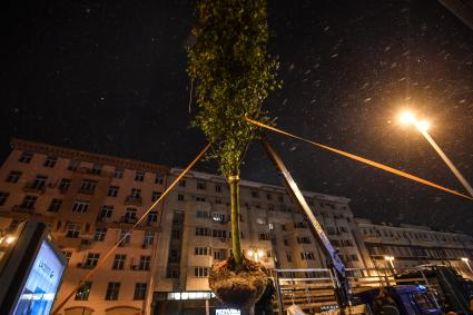 Москва. Высадка лип на Тверской улице на участке от Пушкинской до Триумфальной площади.