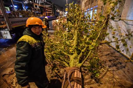 Москва. Высадка лип на Тверской улице на участке от Пушкинской до Триумфальной площади.