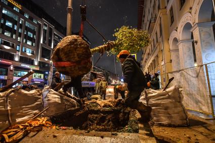 Москва. Высадка лип на Тверской улице на участке от Пушкинской до Триумфальной площади.