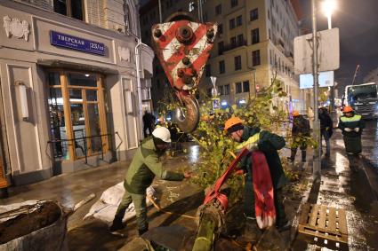 Москва. Высадка лип на Тверской улице на участке от Пушкинской до Триумфальной площади.