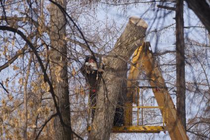 Екатеринбург. Рабочие проводят омолаживающую резку деревьев