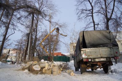 Екатеринбург. Рабочие проводят омолаживающую резку деревьев