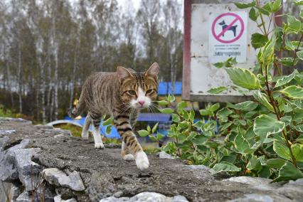 Новосибирск. Кошка рядом с  вывеской  о запрете выгула собак.