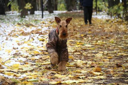 Нижний Новгород. Собака породы терьер  в комбинезоне.