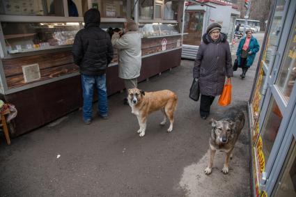 Пермь. Бездомные  собаки  у палатки с мясными деликатесами.