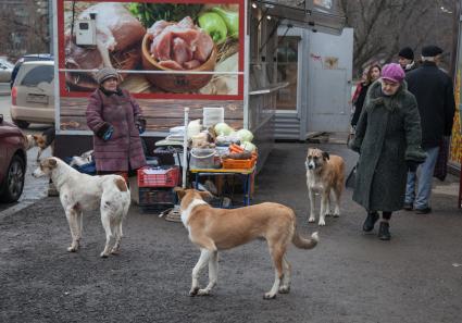 Пермь. Бездомные  собаки на рынке.