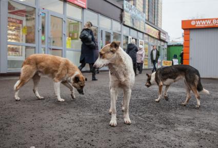 Пермь. Бездомные  собаки на рынке.