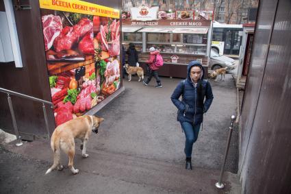 Пермь. Бездомные собаки на рынке.