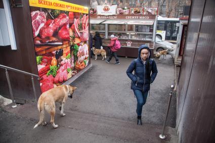 Пермь. Бездомные  собаки на рынке.