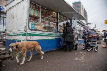 Пермь. Бездомные  собаки на рынке.