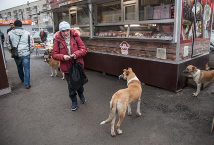 Пермь. Бездомные  собаки  у палатки с мясными деликатесами.