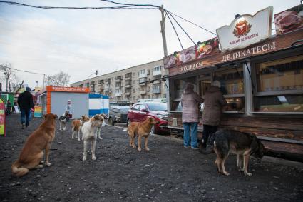 Пермь. Бездомные  собаки  у палатки с мясными деликатесами.