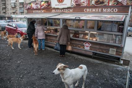 Пермь. Бездомные  собаки  у палатки с мясными деликатесами.