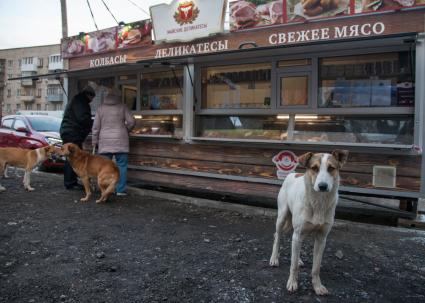 Пермь. Бездомные  собаки  у палатки с мясными деликатесами.