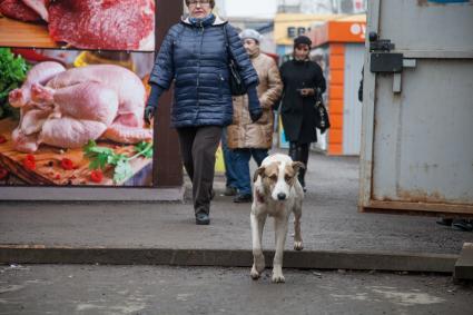 Пермь. Бездомные  собаки на рынке.