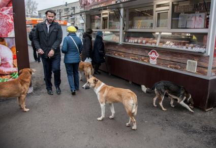 Пермь. Бездомные  собаки  у палатки с мясными деликатесами.