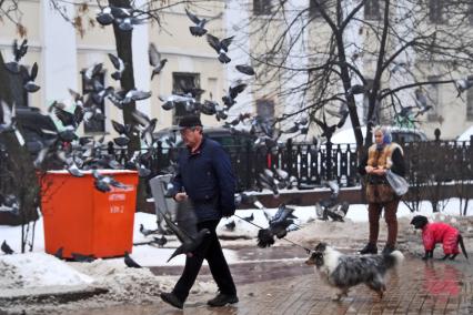 Москва. Выгул собак.