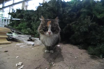 Москва. Кошка у искусственной новогодней елки в мастерской по изготовлению украшений для новогоднего оформления города.