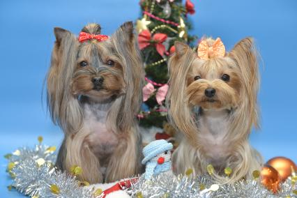 Тула. Собаки породы йоркширский терьер у новогодней елки.