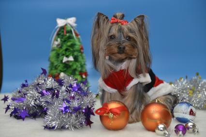 Тула. Собака породы йоркширский терьер у новогодней елки.