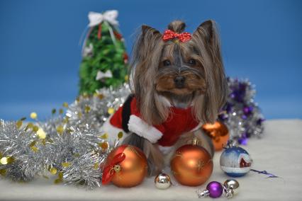 Тула. Собака породы йоркширский терьер у новогодней елки.