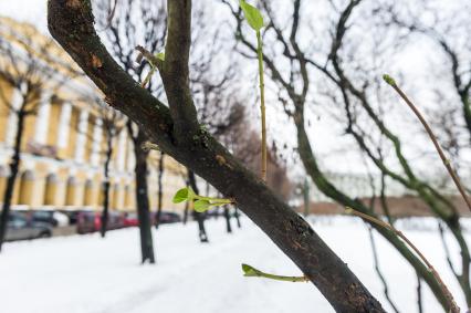 Санкт-Петербург. В связи с аномально теплой погодой в городе зазеленели деревья.