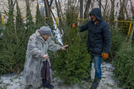 Санкт-Петербург. Продажа елок на елочном базаре.