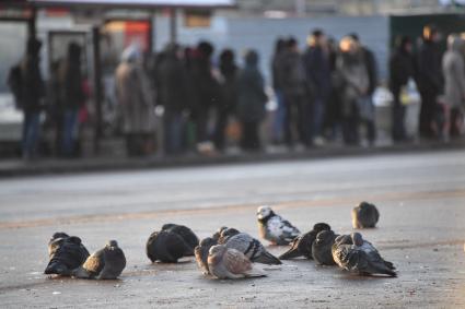 Москва. Стая голубей.