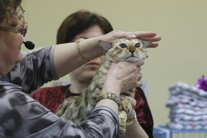 Барнаул. Кошка породы британская короткошерстная  на выставке кошек `Котовстречи старого Нового года` в ТК `Геомаркет`.