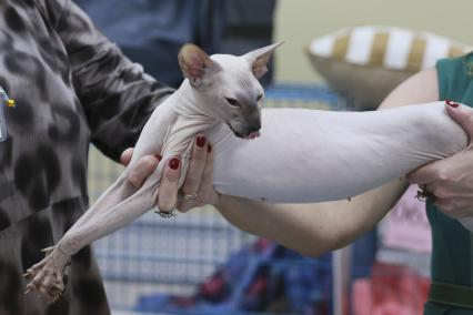 Барнаул. Кошка породы сфинкс на выставке кошек `Котовстречи старого Нового года` в ТК `Геомаркет`.