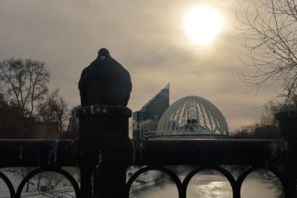 Екатеринбург. Голубь на фоне Екатеринбургского цирка во время сильных морозов