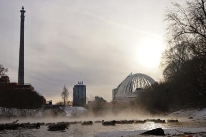 Екатеринбург. Утки на реке Исеть во время сильных морозов