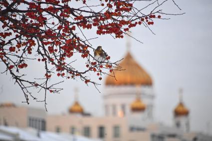 Москва.  Дрозд-рябинник на ветке боярышника.