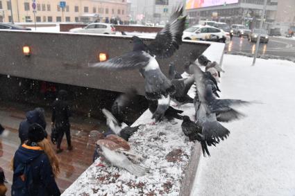 Москва. Голуби во время снегопада.