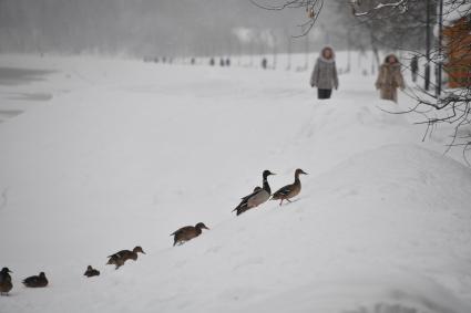 Москва. Утки в парке Коломенское.