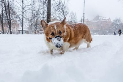 Санкт-Петербург.   Собака породы вельш-корги на прогулке.