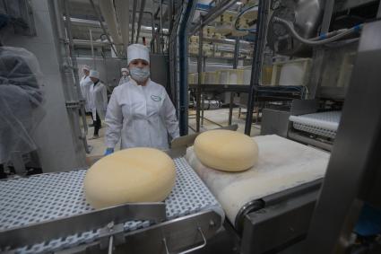 Беларусь, Слуцк. В цехах сыродельного комбината.