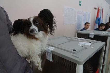 Самара. Собака породы папильон на выборах президента РФ на избирательном участке #3011.